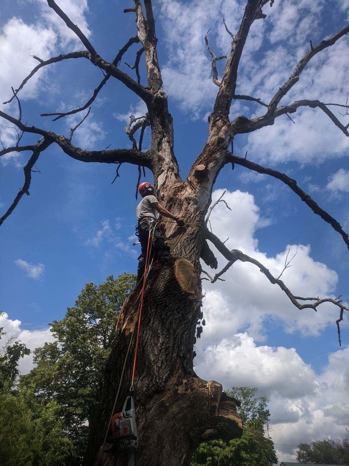 Tree work in action